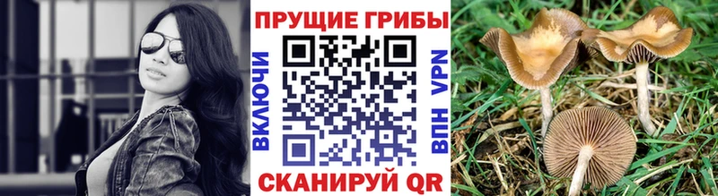 Купить закладки  Бабаево  Галлюциногенные грибы Magic Shrooms 